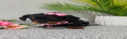 Miniature Dachshund dogs for sale: Lil Lady - Ad 4
