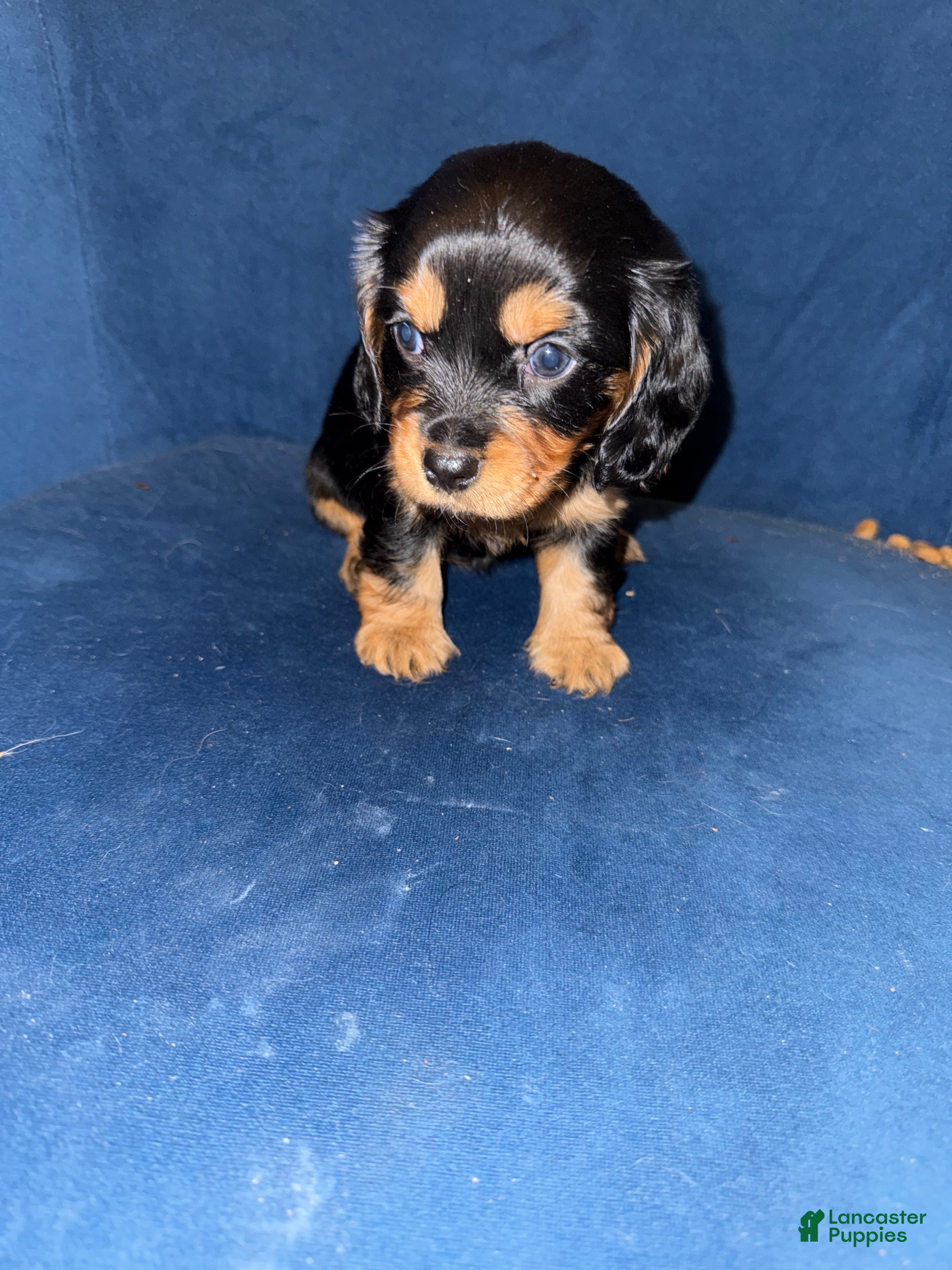 King Charles Spaniel dogs Darla  - Ad 1