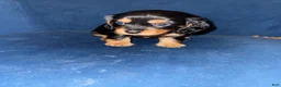 King Charles Spaniel dogs for sale: Darla  - Ad 1