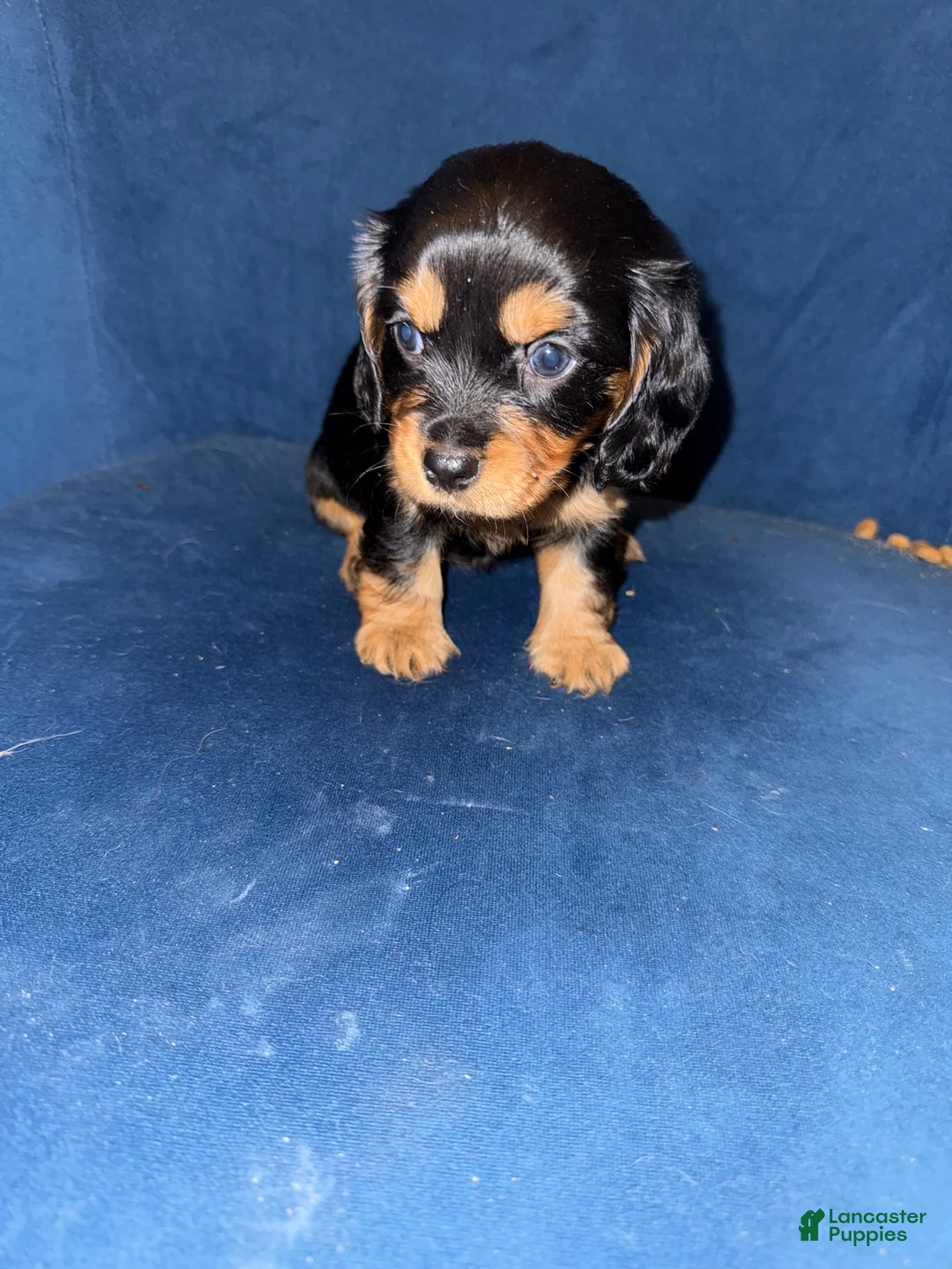 King Charles Spaniel dogs for sale: Darla  - Ad 1