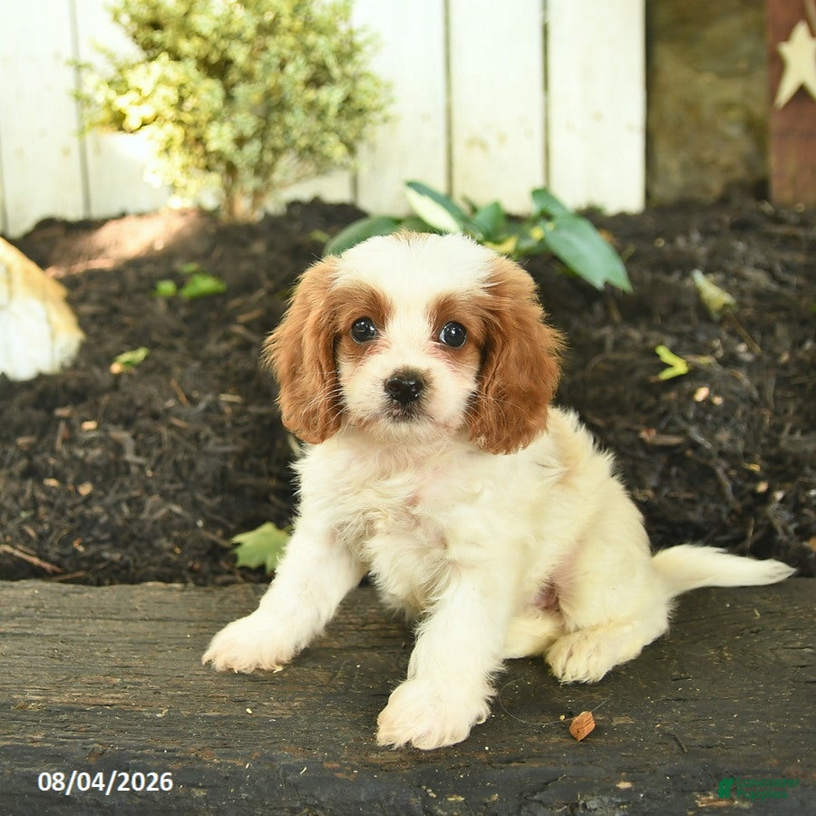 Cavapoo dogs for sale: Trixie  - Ad 2