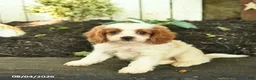 Cavapoo dogs for sale: Trixie  - Ad 1