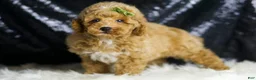 Toy Poodle dogs for sale: Wayne - Ad 4