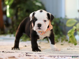 English Bulldog dogs - Ad 37