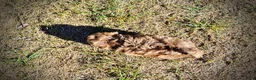 Havapoo dogs for sale: Porsha - Ad 11