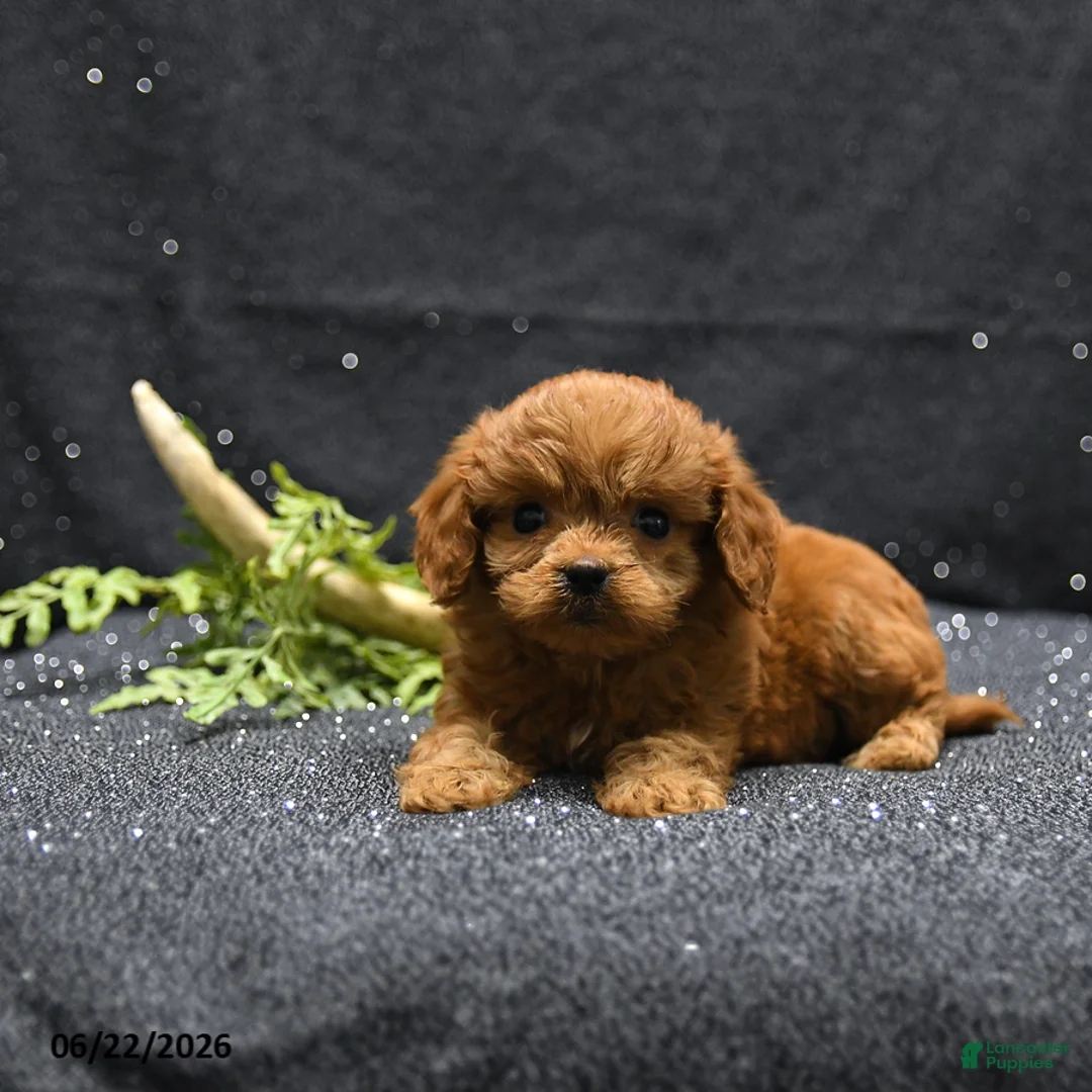 Cavapoo dogs for sale: Lucas - Ad 1