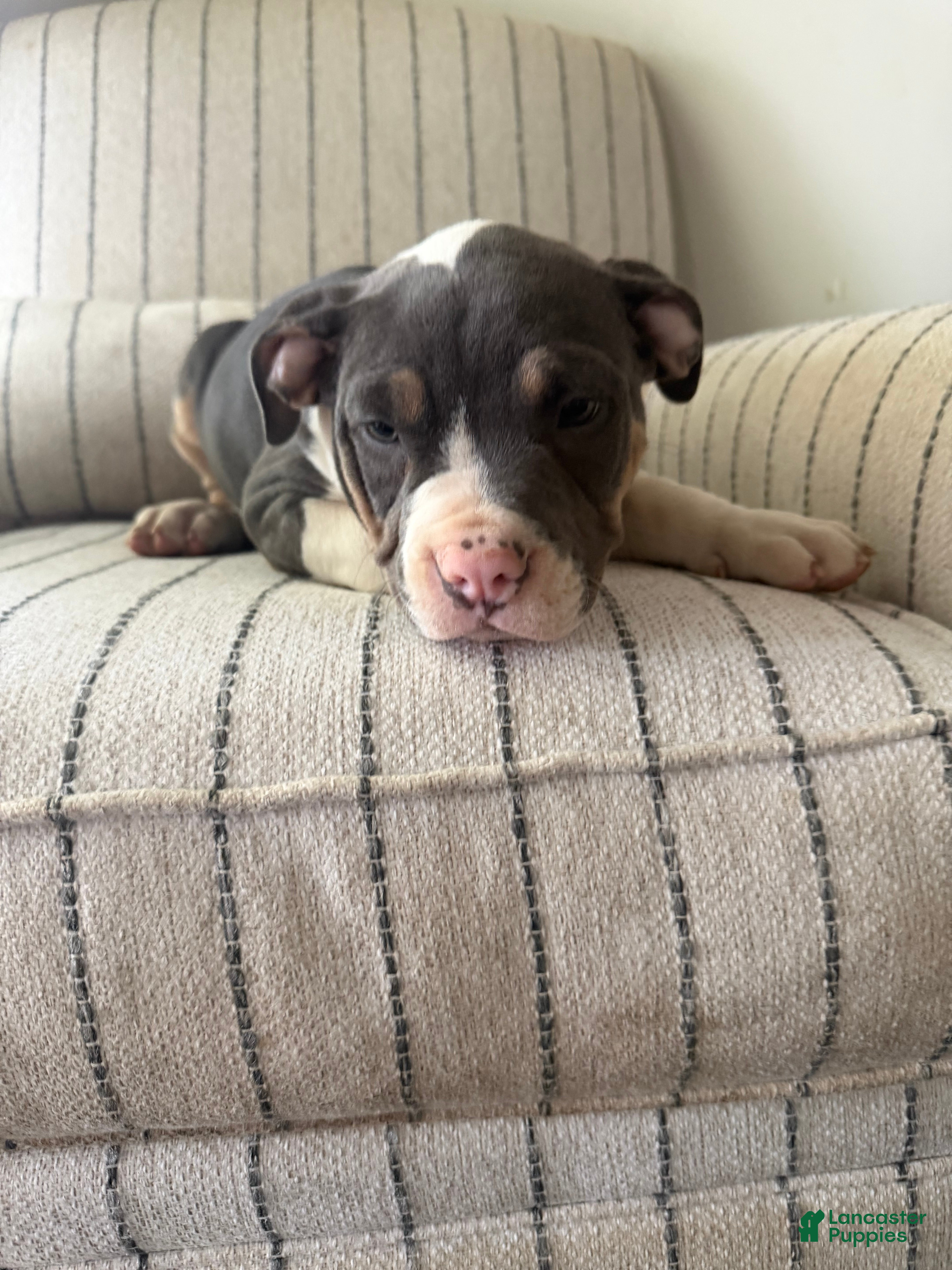 American Bully dogs Joker - Ad 2