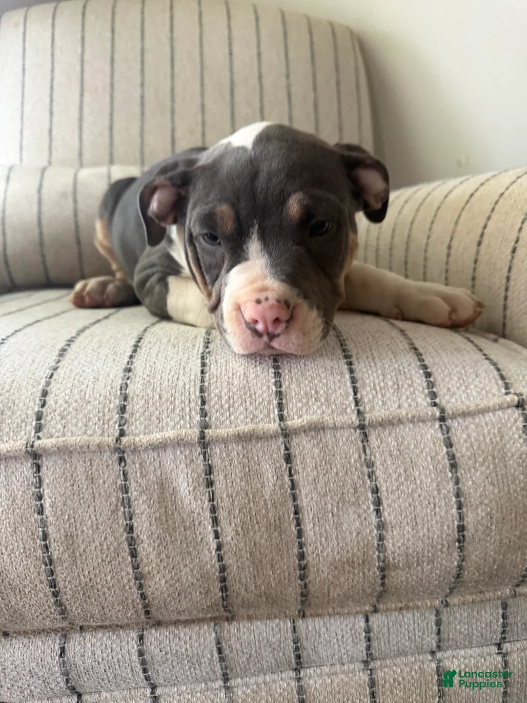 American Bully dogs for sale: Joker - Ad 2