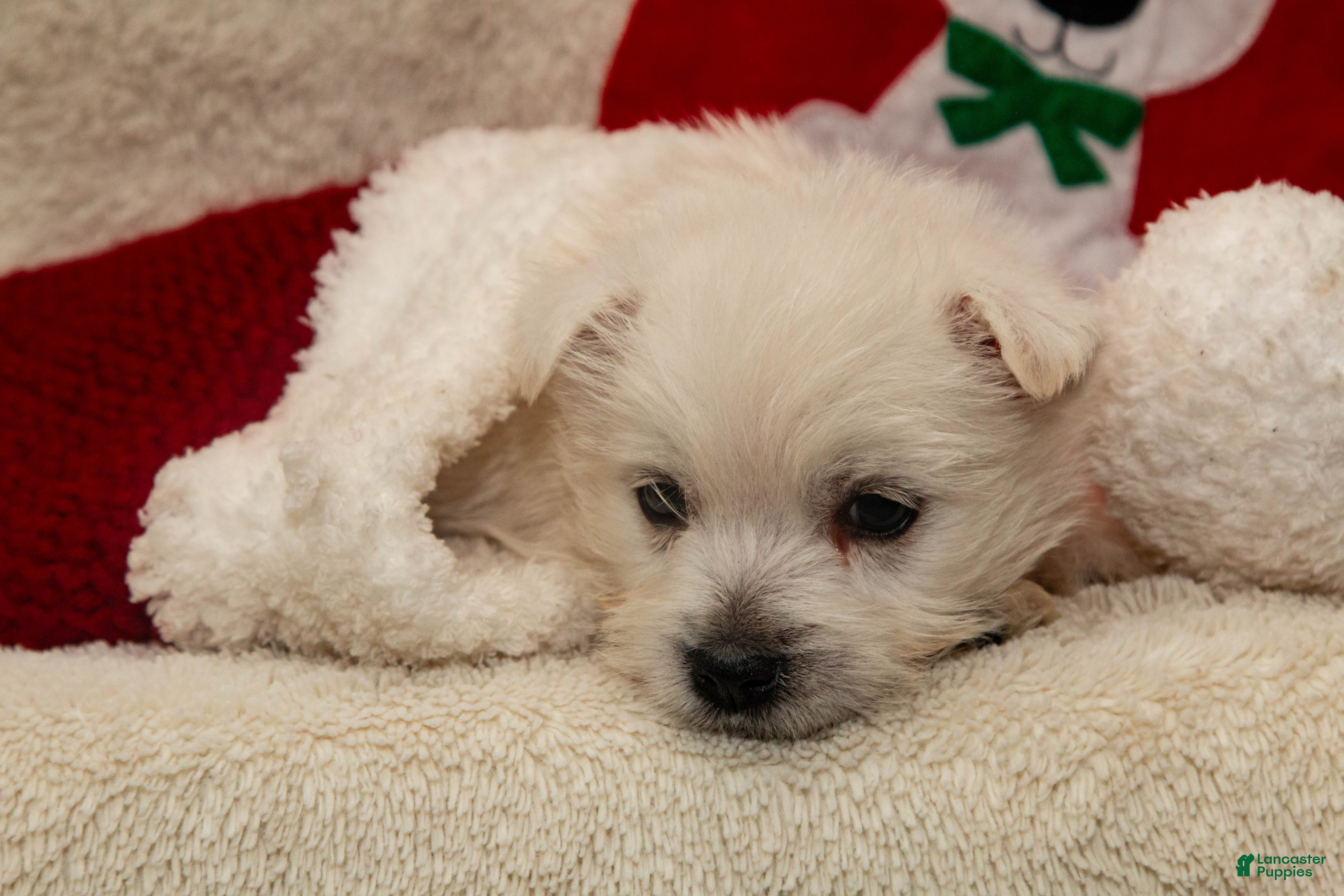 West Highland Terrier dogs Prancer - Ad 13