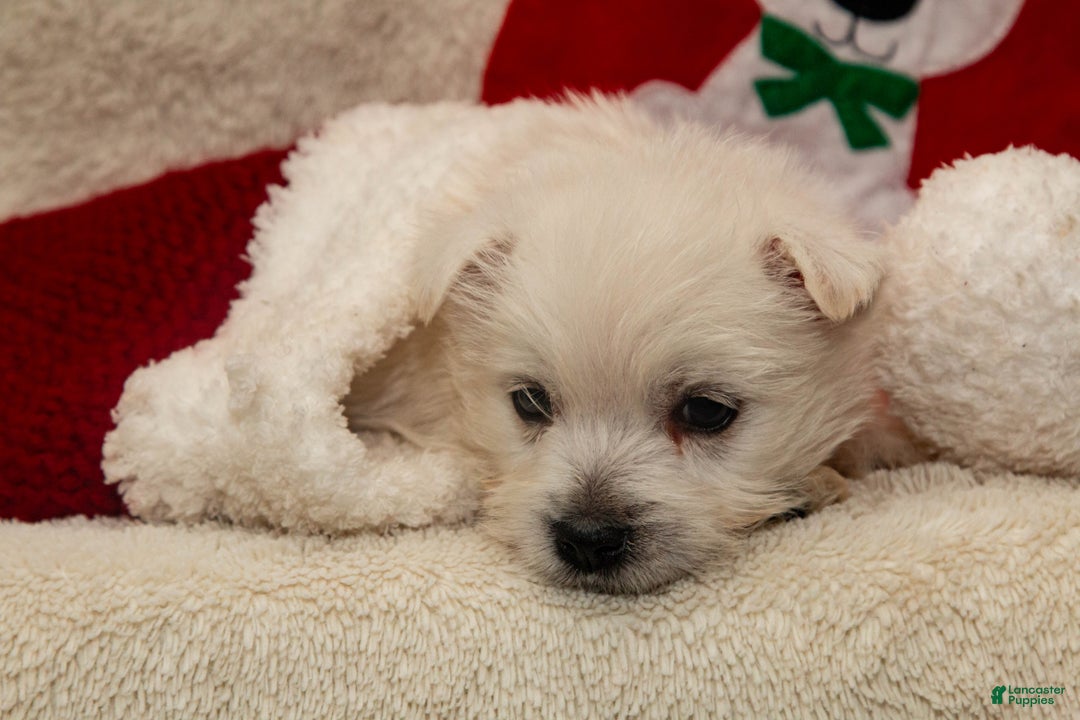 West Highland Terrier dogs for sale: Prancer - Ad 1