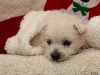 West Highland Terrier dogs Prancer - Ad 13