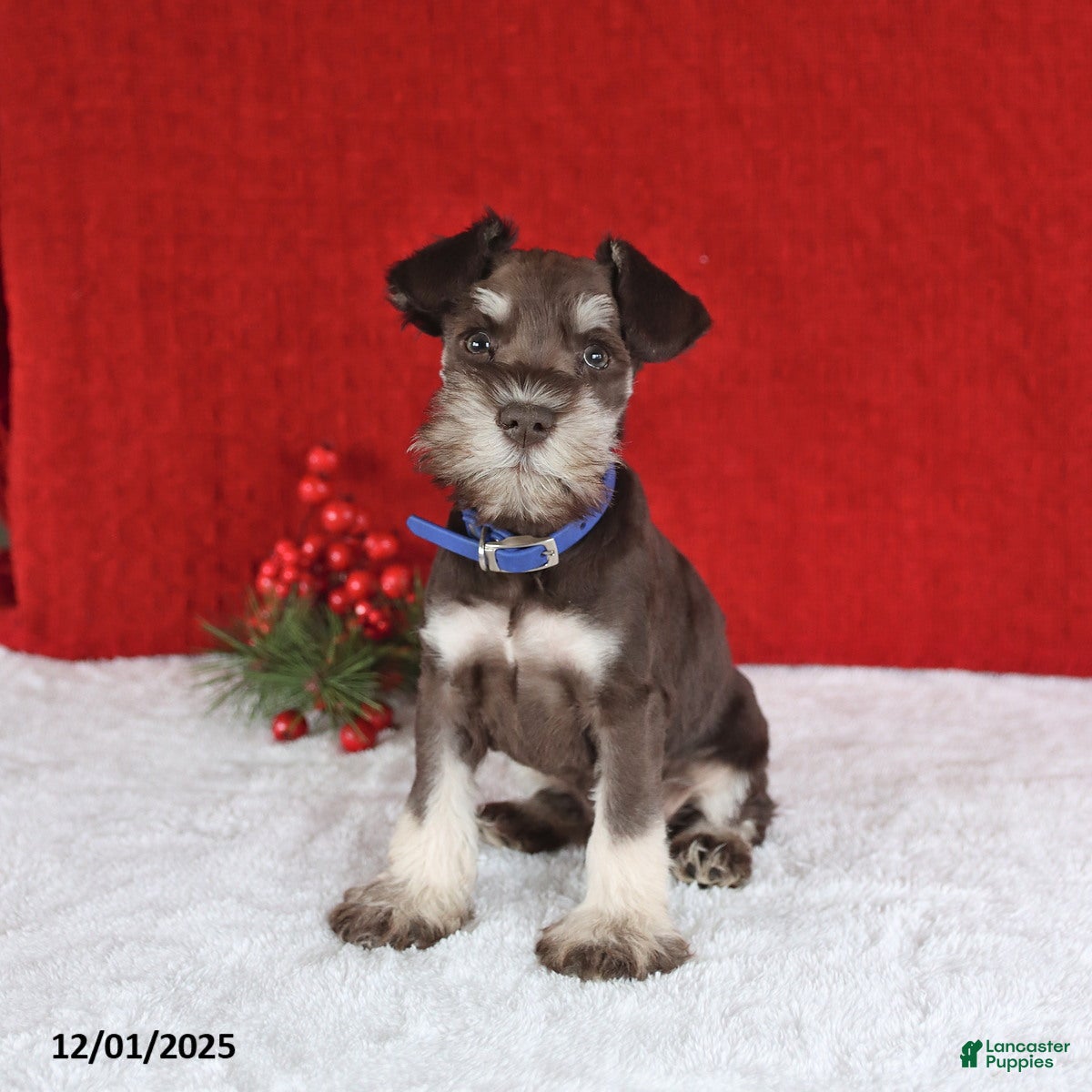 Miniature Schnauzer dogs Bingo - Ad 33