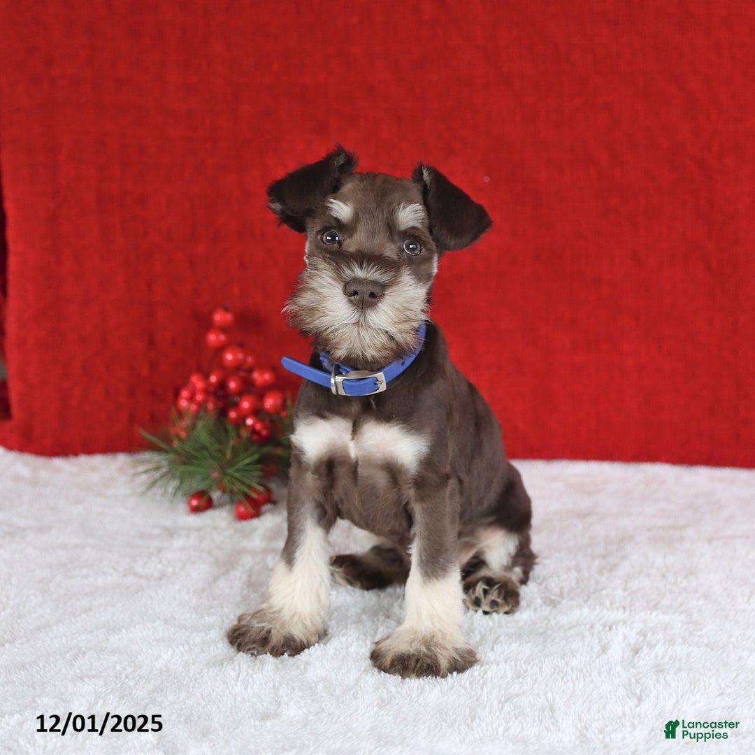 Miniature Schnauzer dogs for sale: Bingo - Ad 1