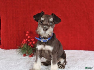 Miniature Schnauzer dogs Bingo - Ad 29