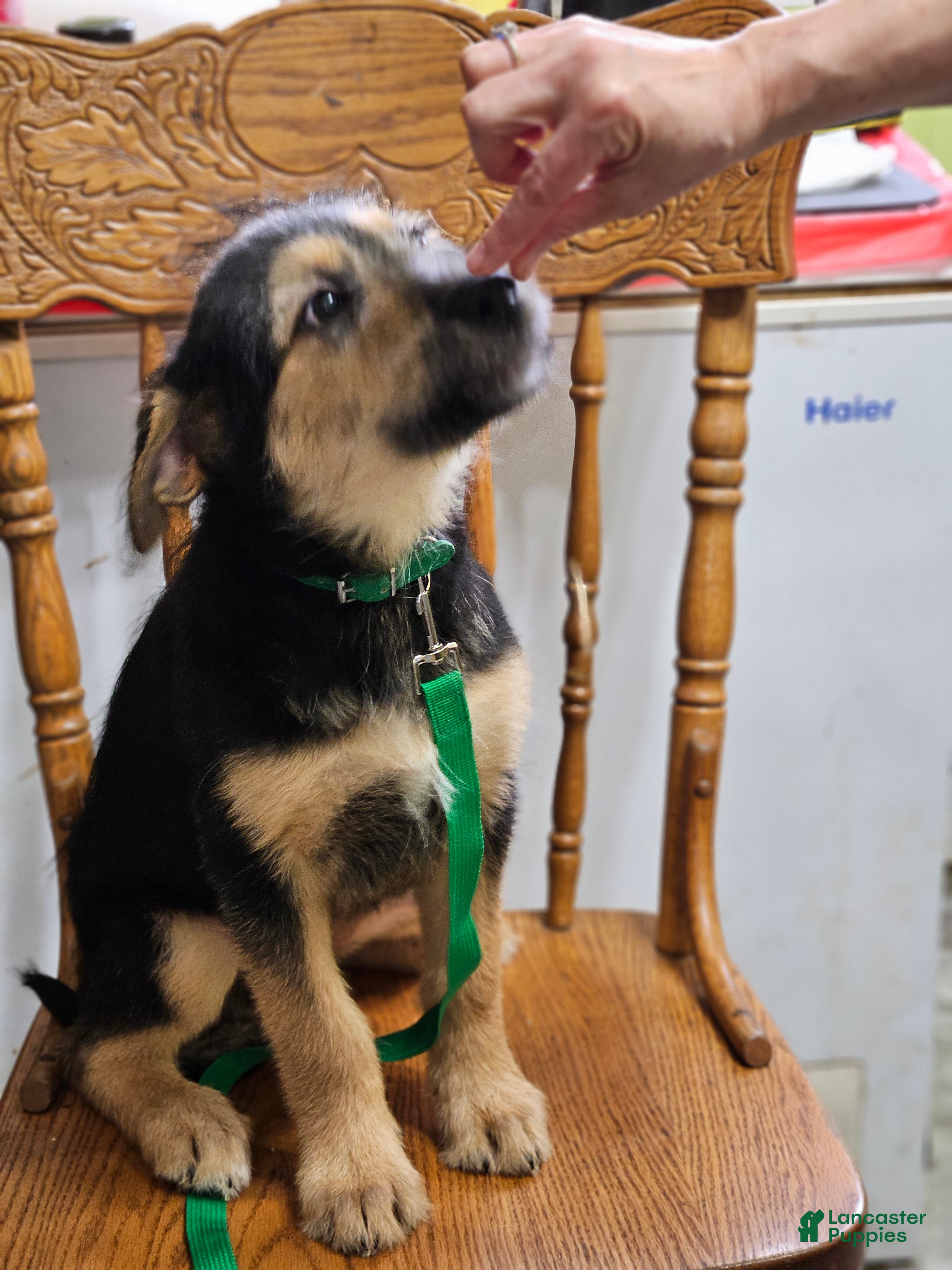 Mixed Breed dogs  Dark Green - Ad 6