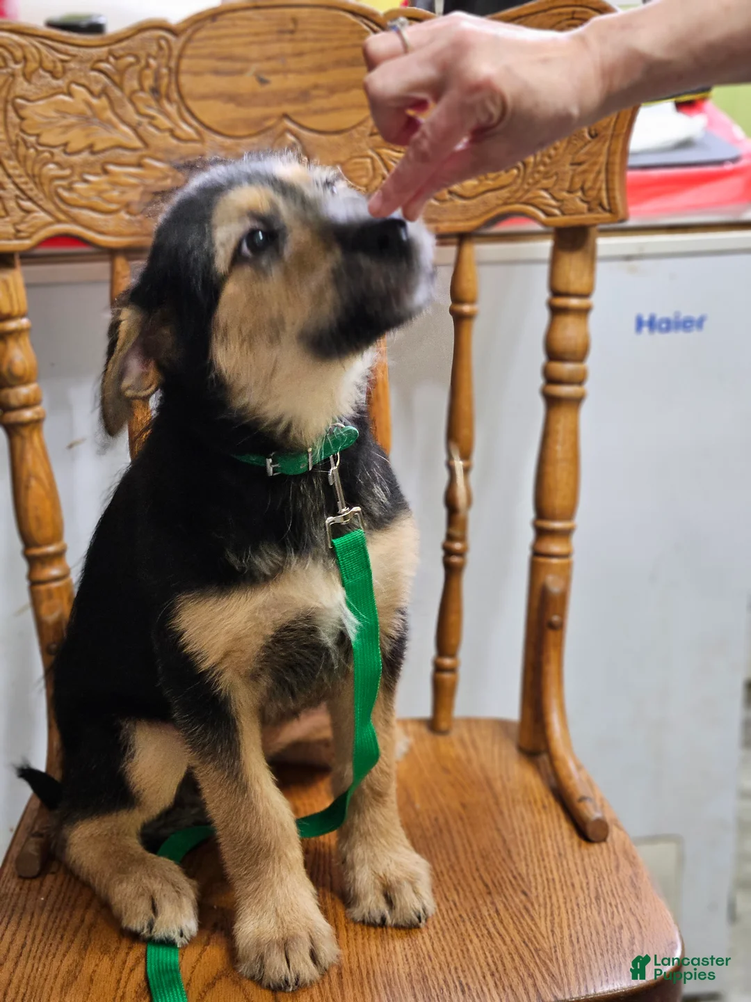 Mixed Breed dogs for sale:  Puppy 2 Dark Green - Ad 2