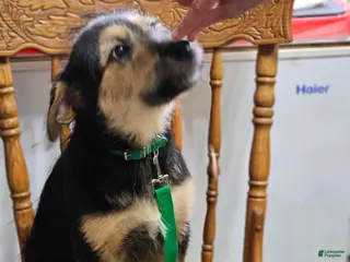 Mixed Breed dogs Dark Green - Ad 36