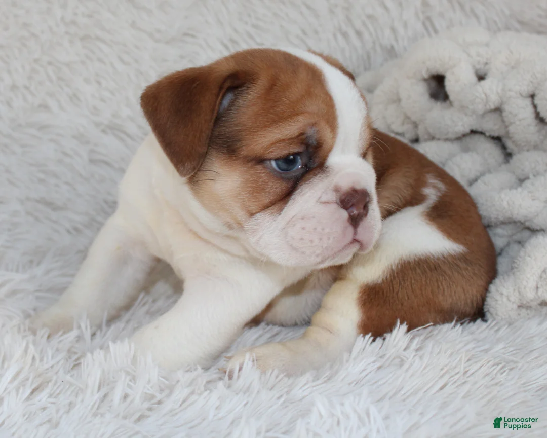 English Bulldog dogs for sale: AKC Ozzy - Ad 7