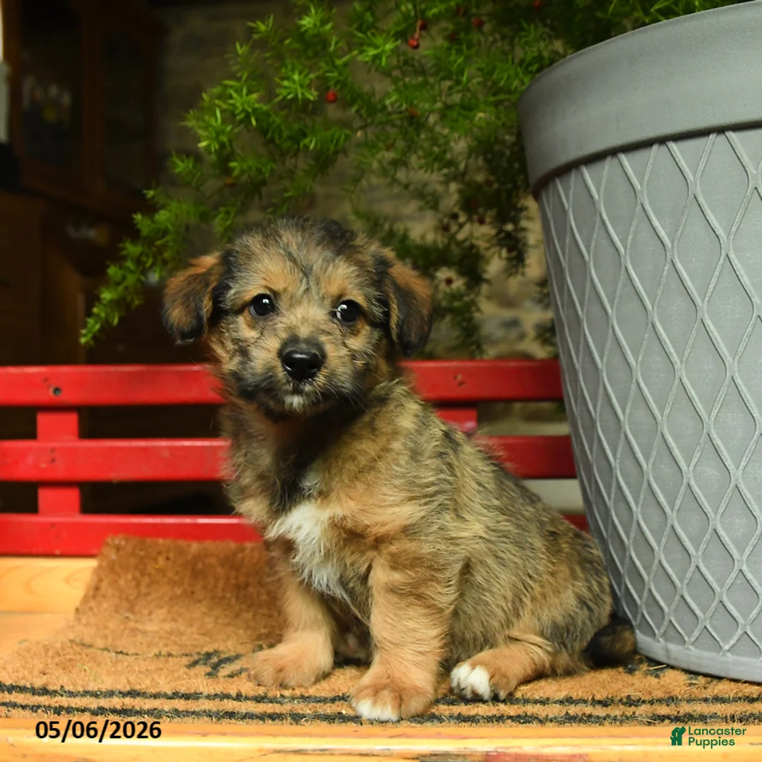 Corgipoo dogs for sale: Fauna - Ad 2