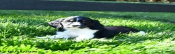 English Springer Spaniel dogs for sale: Gem   - Ad 4