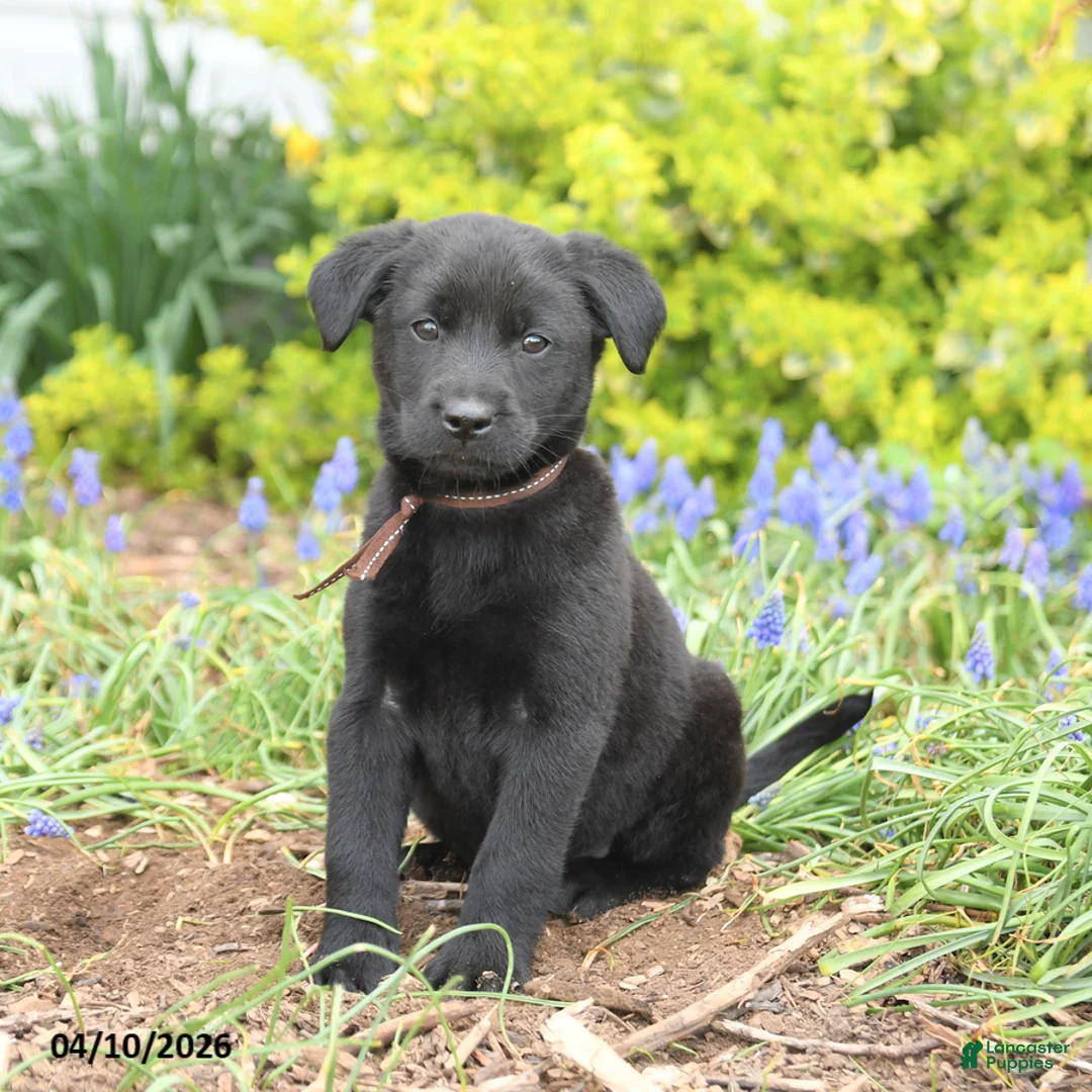 Mixed Breed dogs for sale: Cooper - Ad 3