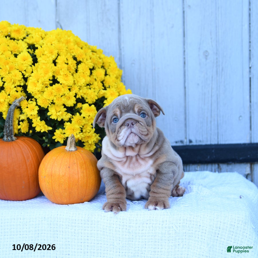 Cherry (Bulldog, Female) in Myerstown, PA