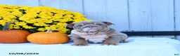 English Bulldog dogs for sale: Cherry - Ad 1