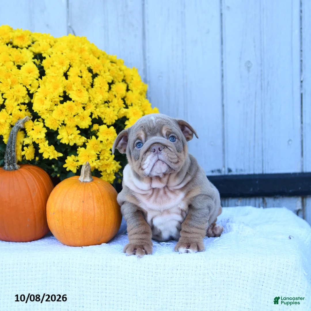 English Bulldog dogs for sale: Cherry - Ad 1