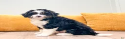 Mini Bernedoodle dogs for sale: Harrison - Ad 2