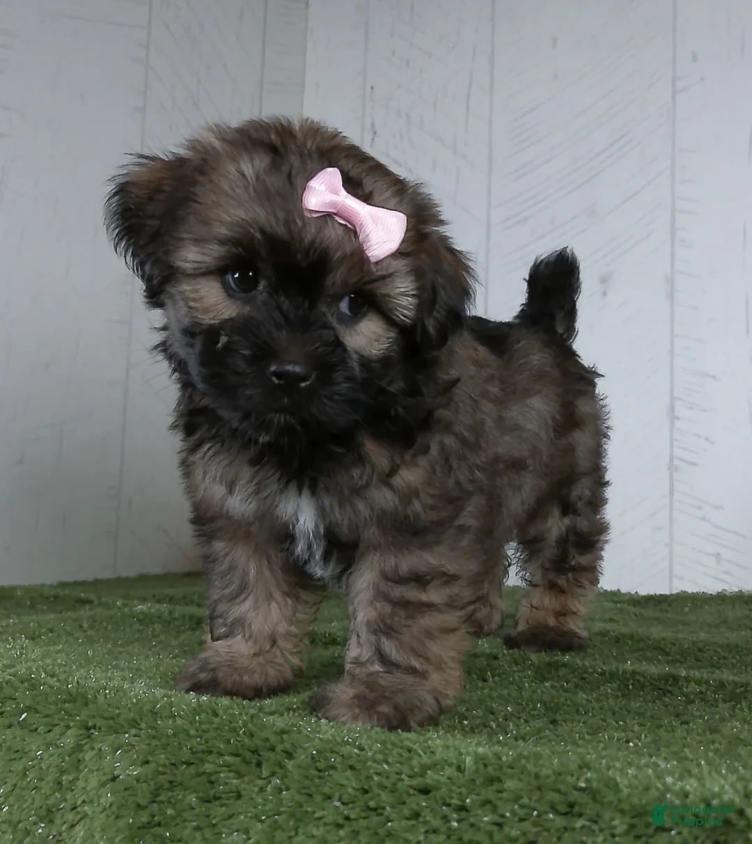Shorkie dogs for sale: Lizzie - Ad 2