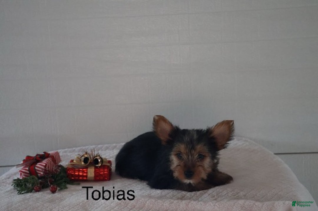 Yorkshire Terrier dogs for sale: Tobias - Ad 3