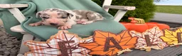 Great Dane dogs for sale: Otis  - Ad 3
