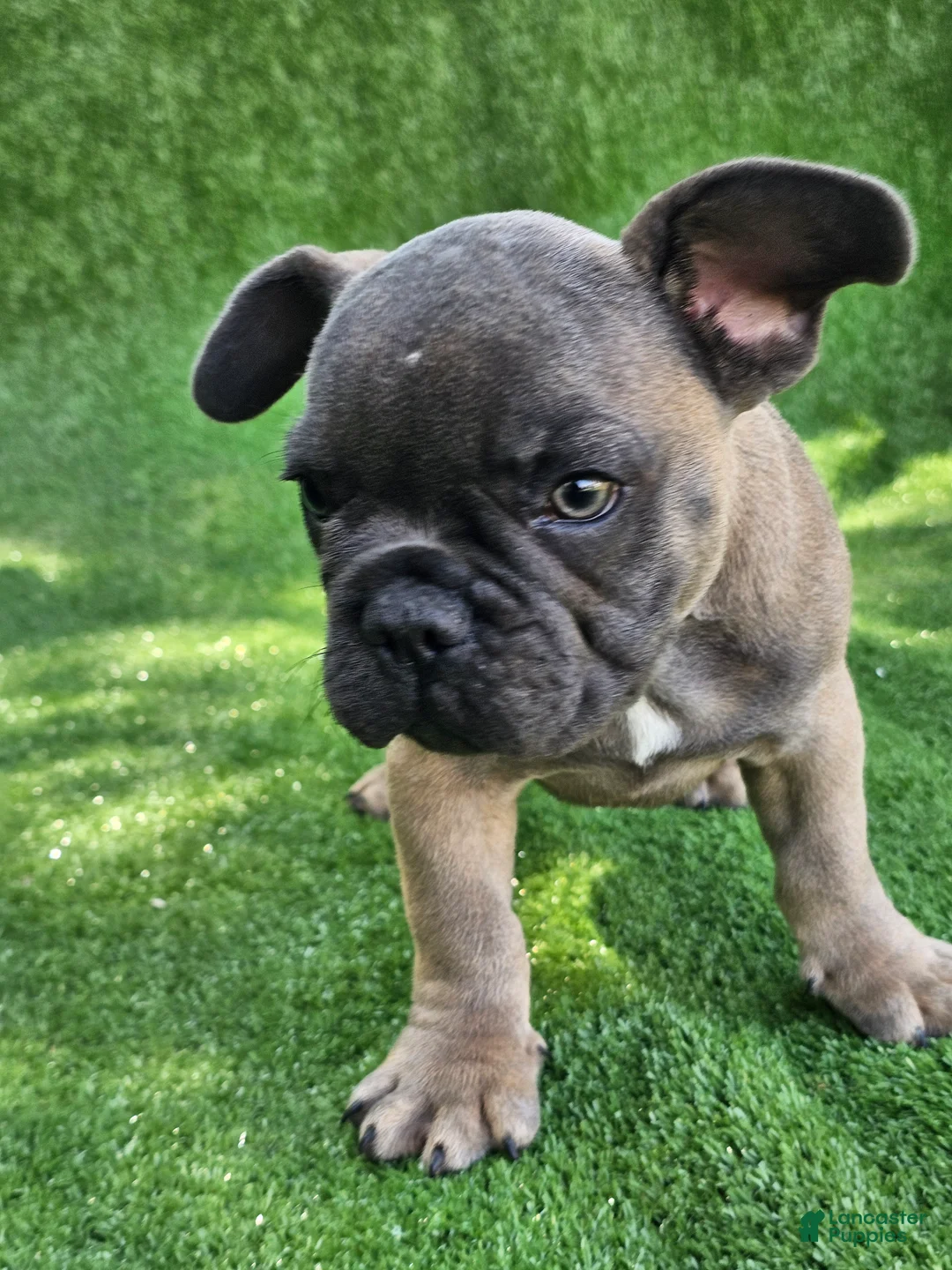 French Bulldog dogs for sale: Gator - Ad 2