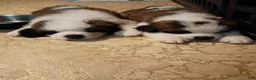 Saint Bernard dogs for sale: Saint Bernard 5 - Ad 2