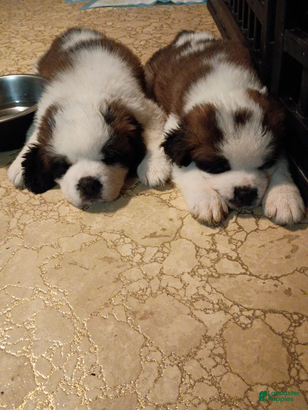 Saint Bernard dogs for sale: Saint Bernard 5 - Ad 2