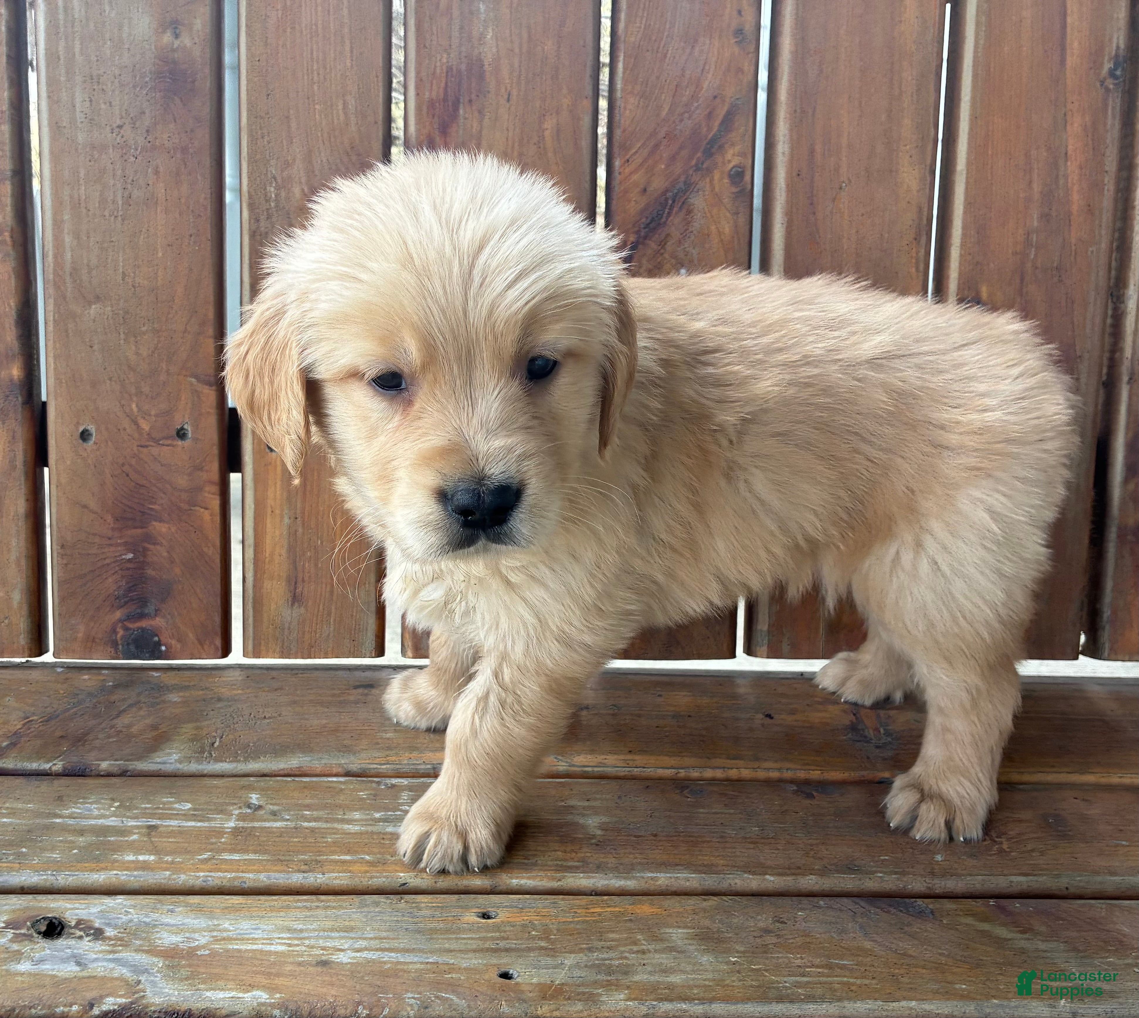 Golden Retriever dogs Alexander - Ad 1