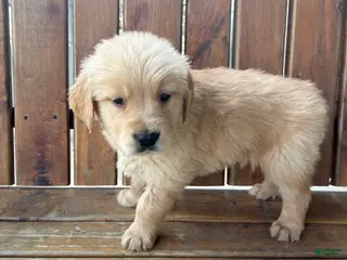 Golden Retriever dogs for sale: Alexander - Ad 2
