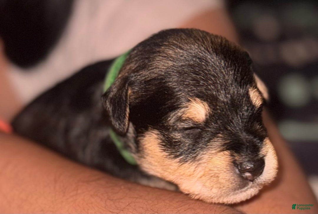 Miniature Schnauzer dogs for sale: Miniature Schnauzer Puppy 3 - Ad 1