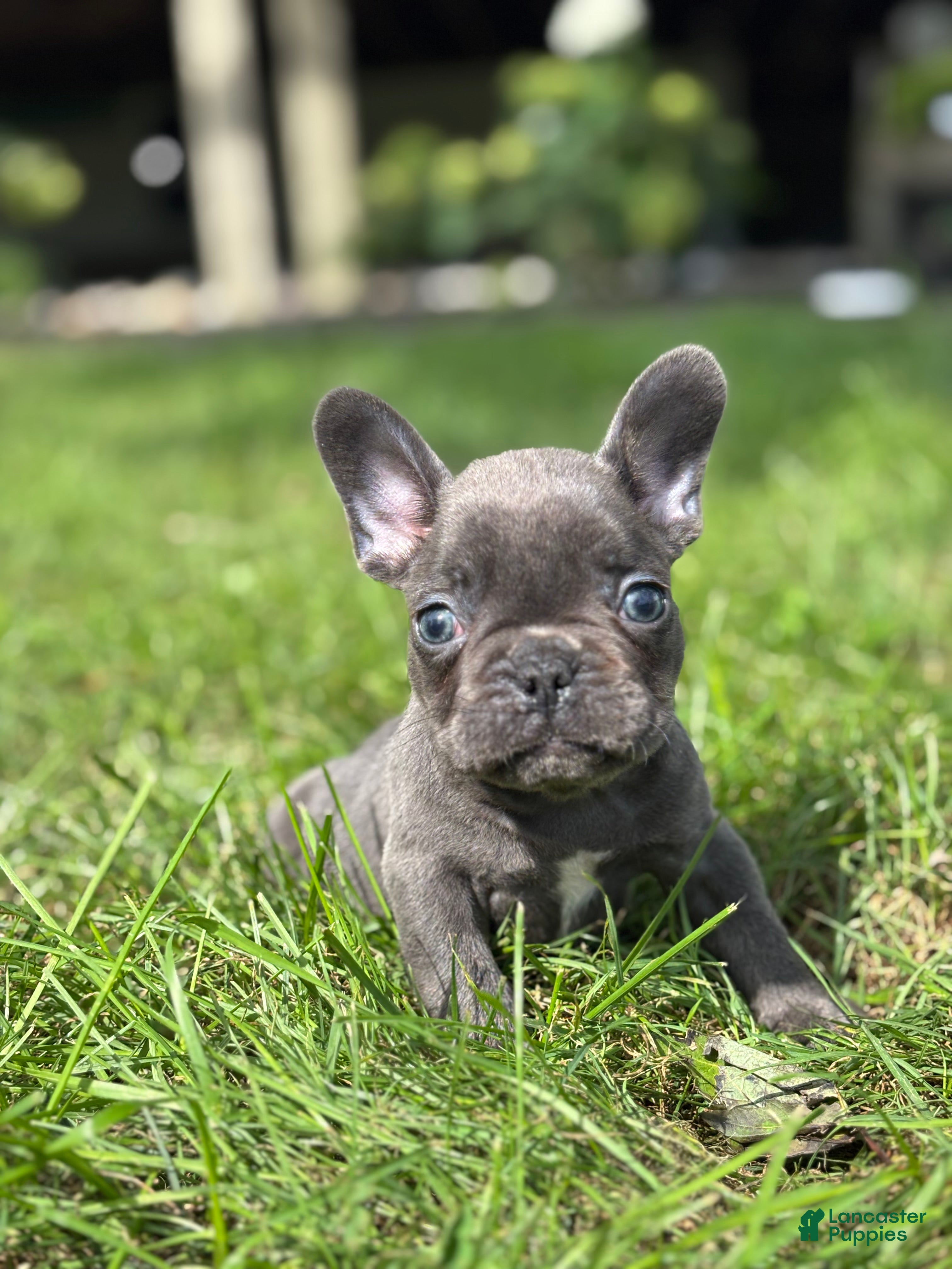 French Bulldog dogs Seth - Ad 1