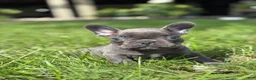 French Bulldog dogs for sale: Seth - Ad 1