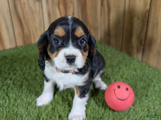 Cavapoo dogs Bessie Girl 1 - Ad 14