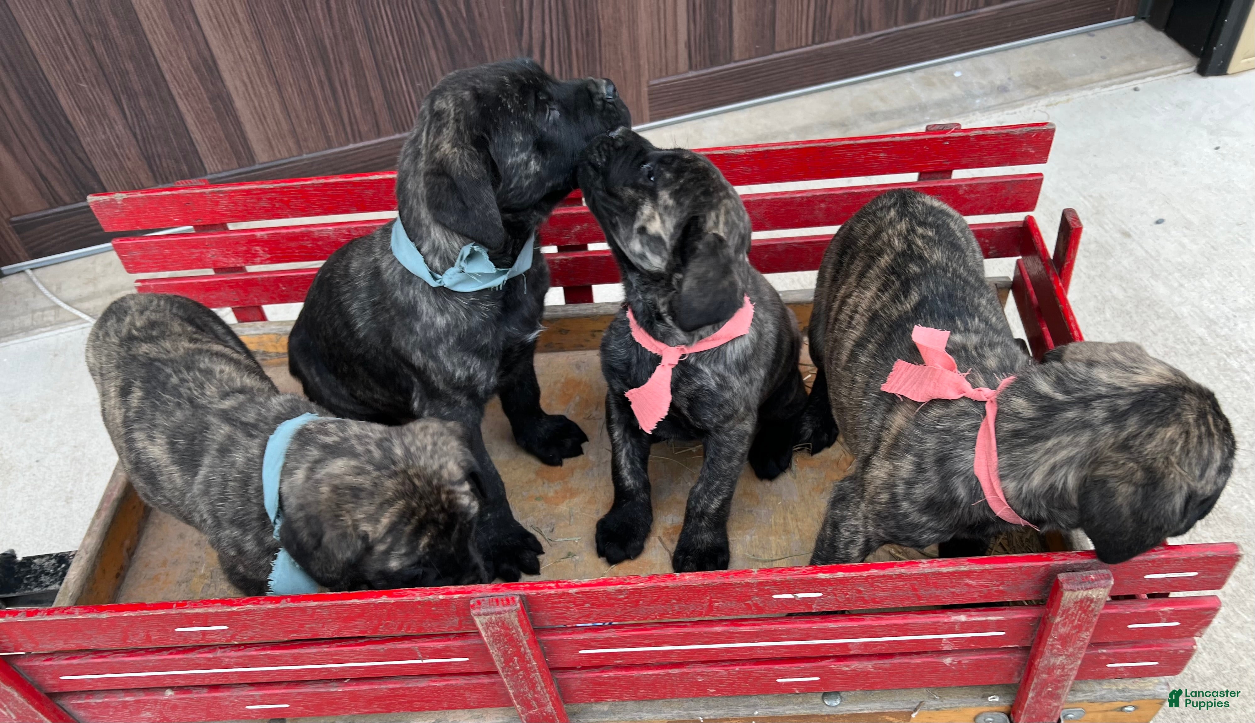 English Mastiff dogs Chiefs❤️🐾AKC Purebreed❤️Call 814-996-9195 - Ad 12