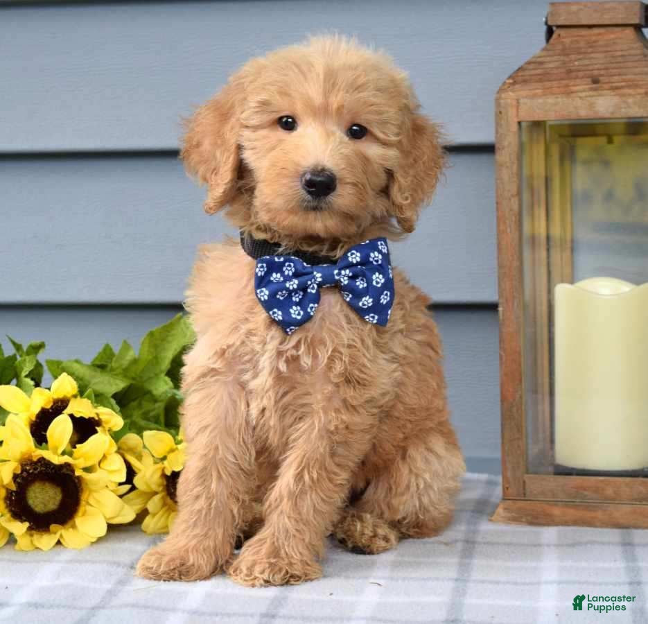 Goldendoodle dogs Felix - Ad 1