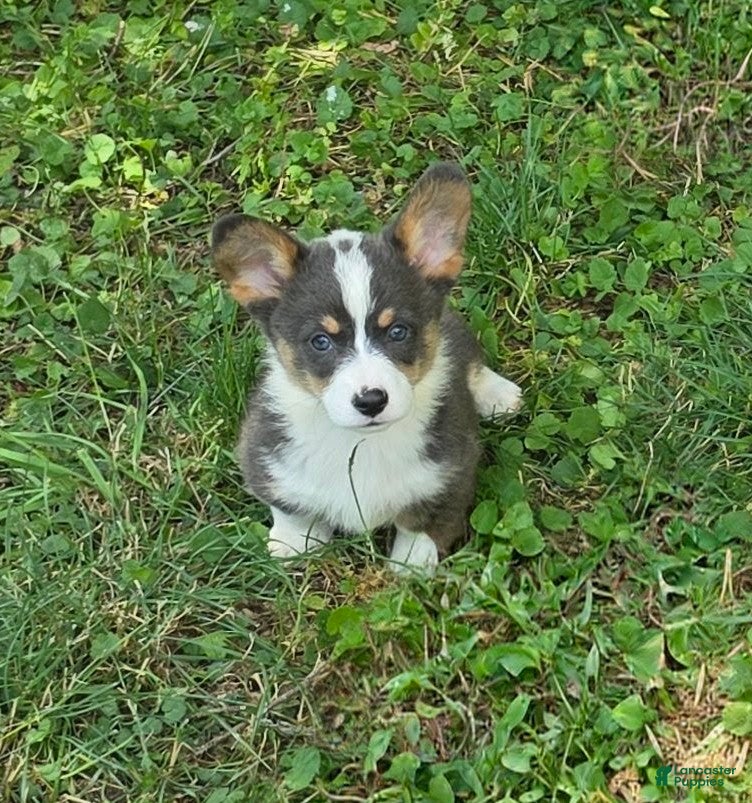 Welsh Corgi Pembroke dogs Lobo the low rider  - Ad 2