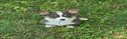 Welsh Corgi Pembroke dogs for sale: Lobo the low rider  - Ad 2