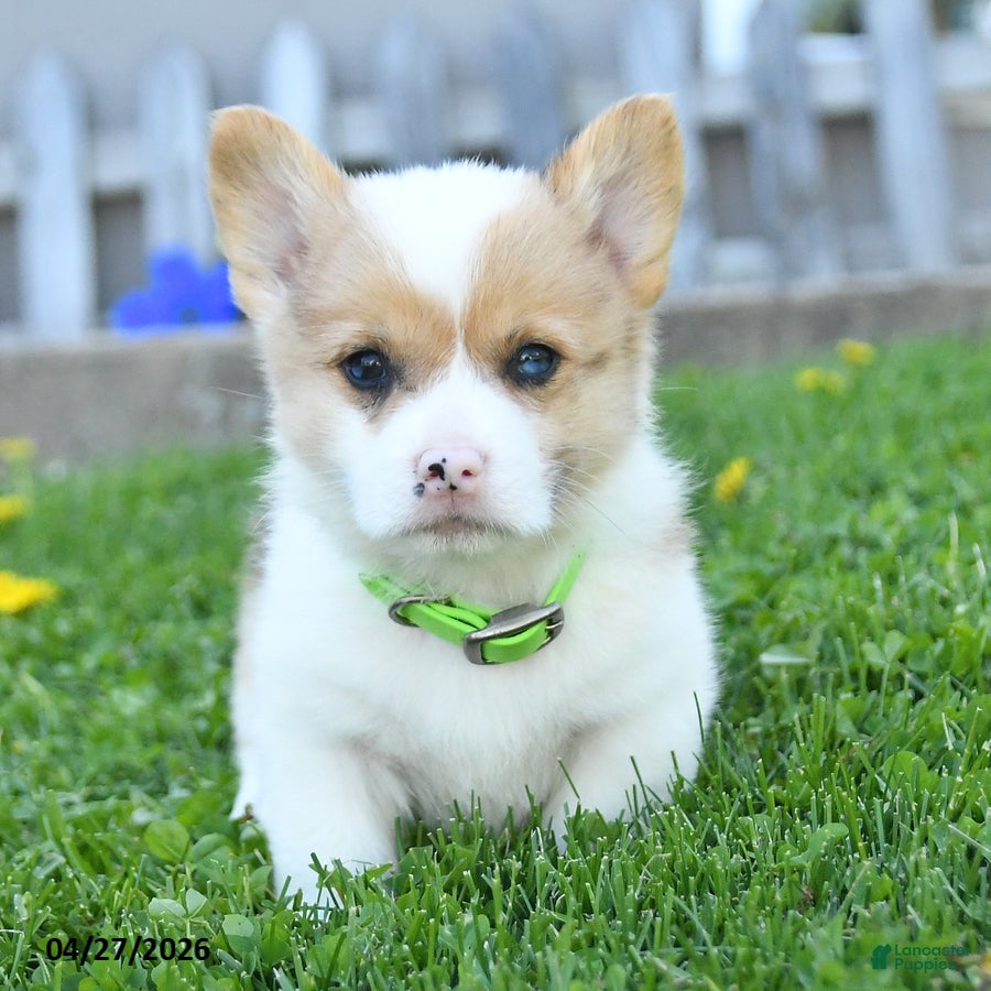 Welsh Corgi Pembroke dogs Biscuit - Ad 1