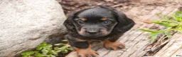 Miniature Dachshund dogs for sale: Adalyn Miniature Dachshund  - Ad 6