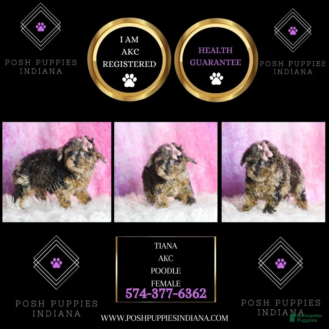 Toy Poodle dogs for sale: Tiana - Ad 2