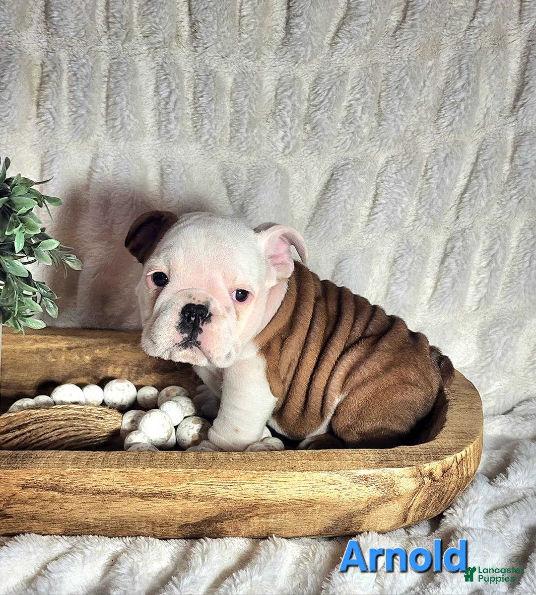 English Bulldog dogs for sale: AKC Arnold  - Ad 1