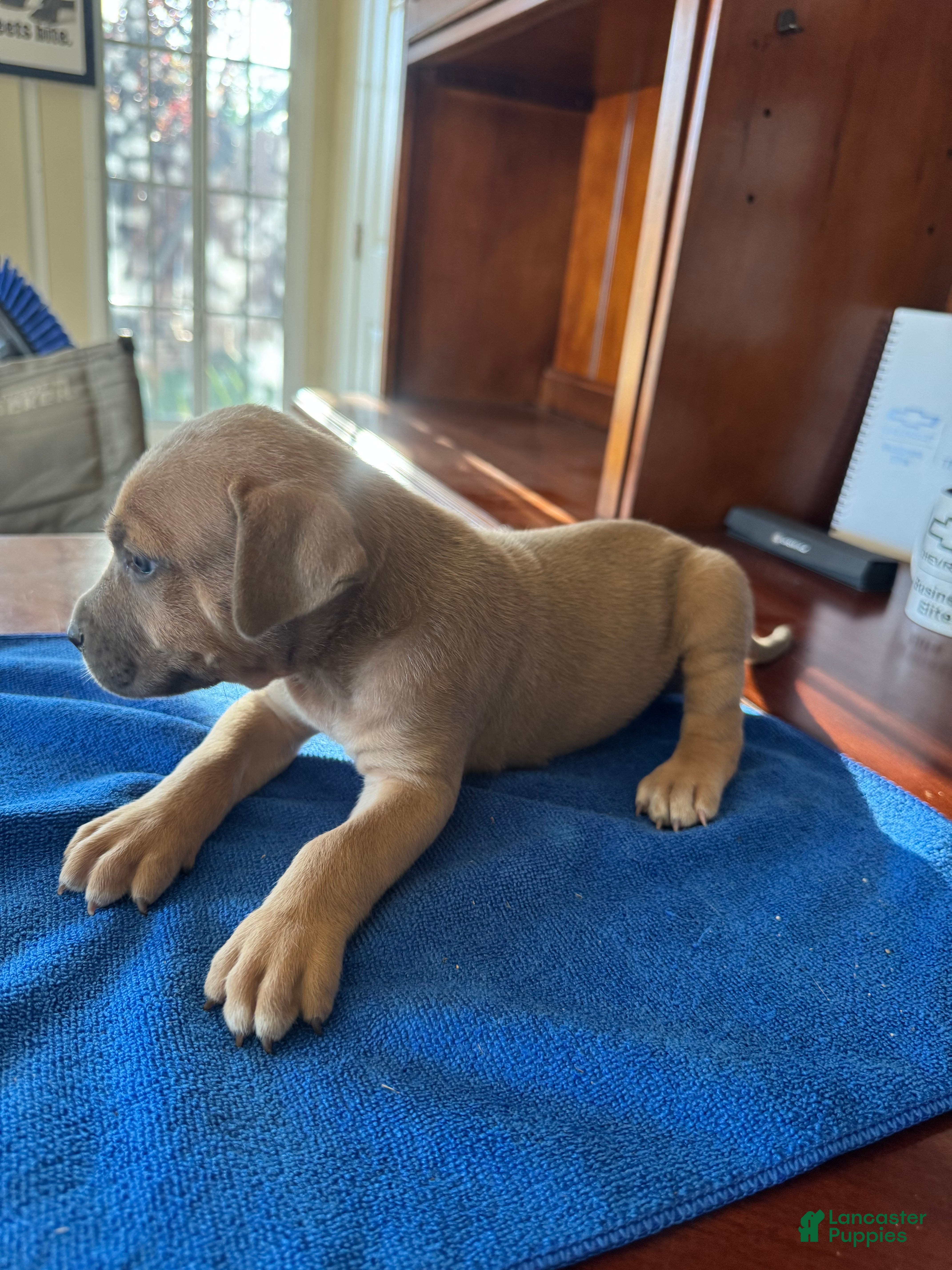 Mixed Breed dogs Mixed Breed 6 - Ad 1
